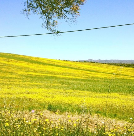 estrada das flores amarelas