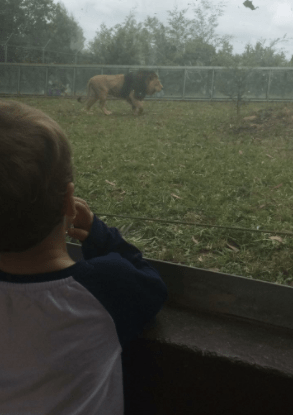 Screen Shot 2018-07-29 at 8.10.59 PM